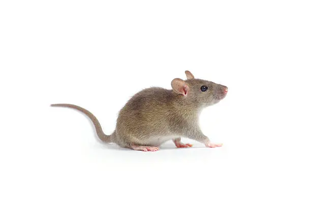 Expert rat control services in Nairobi by Staha Property Care Limited